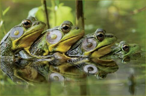 Frogs